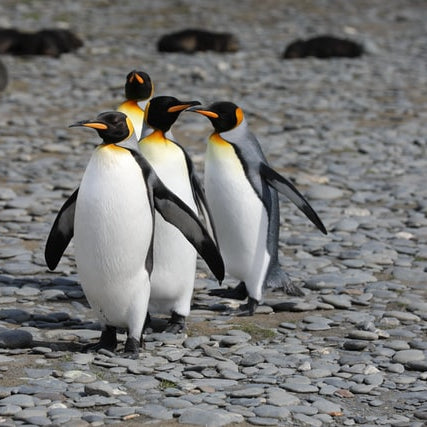 Cute Facts About Penguins